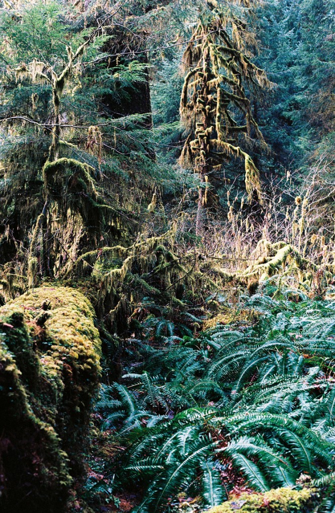 hoh-rainforest-moss-covered-trees