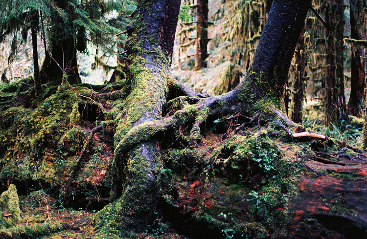 intertwined-roots---hoh-rainforest