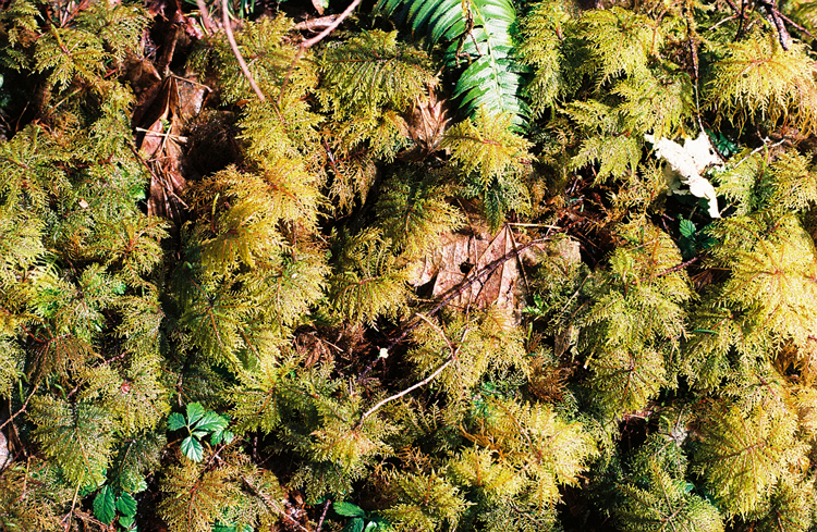 moss-covered-hoh-rainforest
