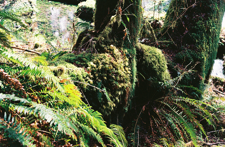 moss-covered-rain-forest---hoh-rainforest