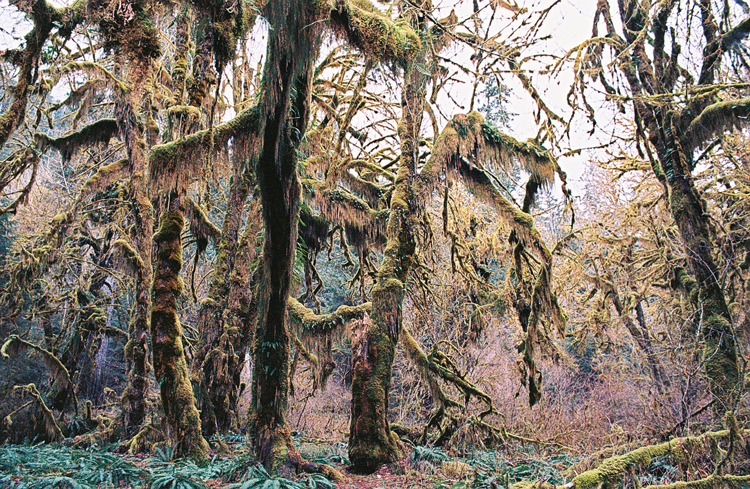 moss-path---hoh-rainforest